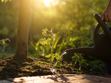 woman watering tomato seedlings