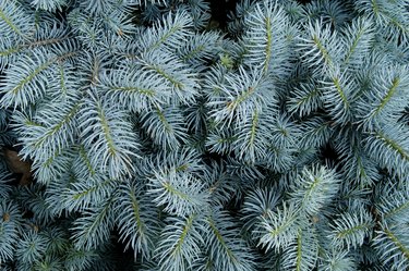 Blue Spruce Backround