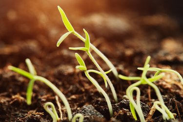 Young seedlings germinating from the soil