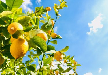 Low Angle View Of Lemons Growing On Tree Against Sky