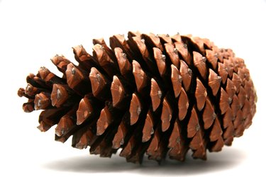 pine cone