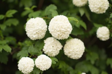 Snowball bush