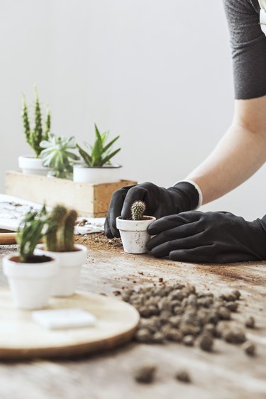 Potting a cactus.