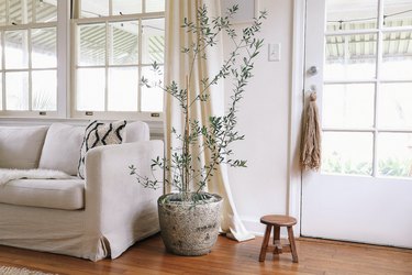 Hypertufa pot with olive tree next to white couch in living room