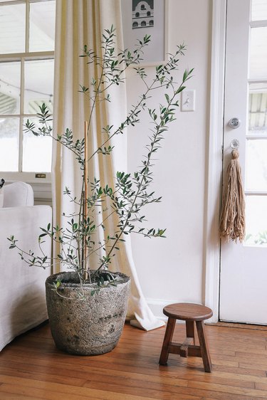 Hypertufa pot with olive tree next to white couch in living room