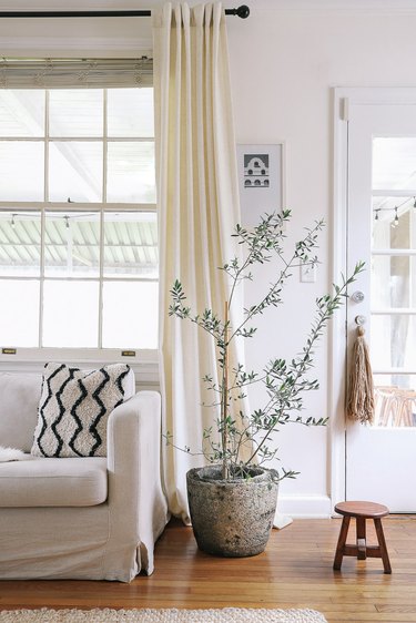 Hypertufa pot with olive tree next to white couch in living room