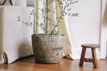 Hypertufa pot with olive tree next to wood stool in living room