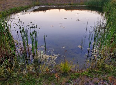 Pacific Northwest wetlands