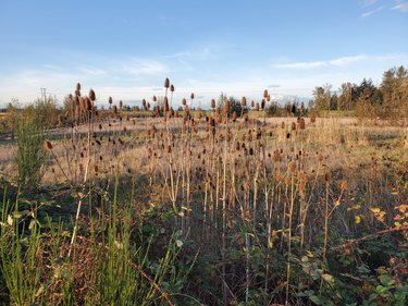 Pacific Northwest wetlands