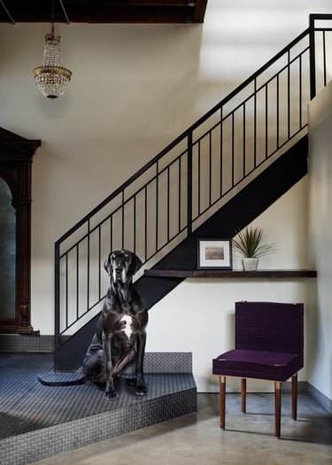 purple stacklab felt armchair next to large black dog and staircase