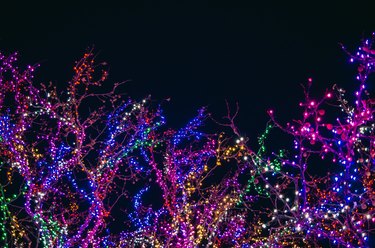 multicolor holiday lights on trees at night