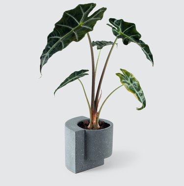 grey platform plant hanger