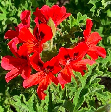 Red pelagonium plant