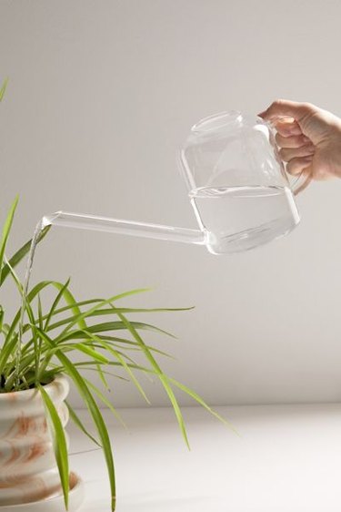 glass watering can and plant