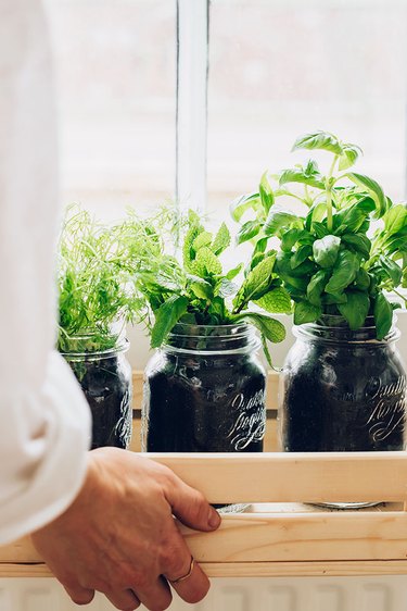 Indoor cocktail herb garden by window in wood box