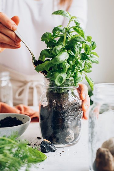 How to plant herbs for an indoor cocktail garden