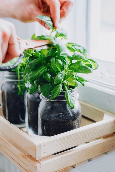 How to trim indoor basil plant