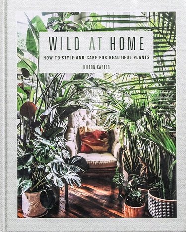Wild at Home: How to Style & Care for Beautiful Plants