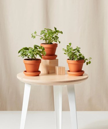 Savory Herbs Collection plants from bloomscape in terra cotta pots