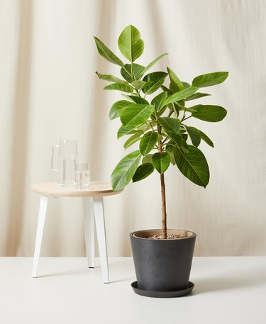 picture of a Ficus Altissima houseplant in front of a beige background