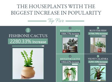 a photo explaining houoseplants with the biggest increase in popularity in 2020