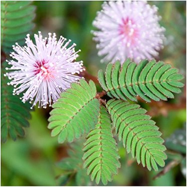 The sensitive plant (Mimosa pudica)