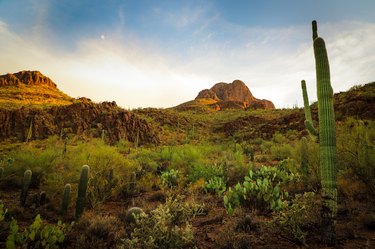 tucson desert