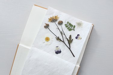 Pressed flowers laid on paper towel inside book