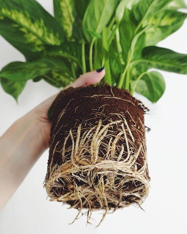 rootbound plant being held up by hand