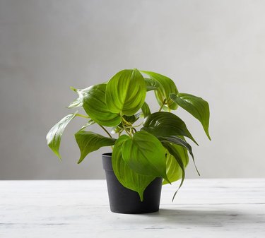 faux plant in black pot