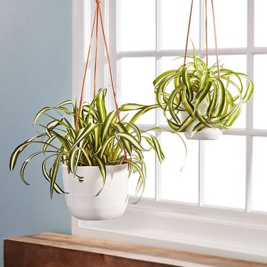 Two spider plants hanging by window