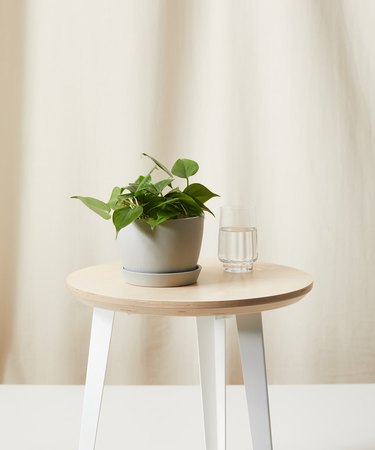 Heartleaf Philodendron on a stool