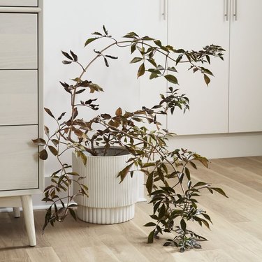 white fluted indoor/outdoor planter