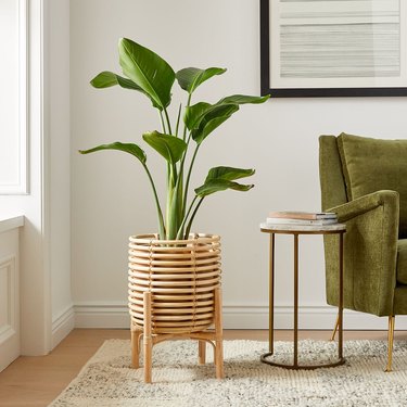 Rattan planter with elephant ears planted