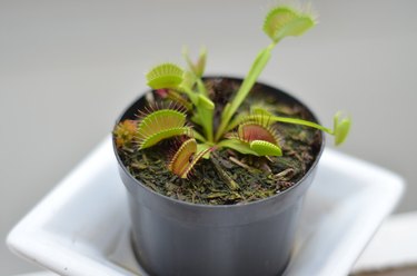 venus fly trap in black pot on a white tray