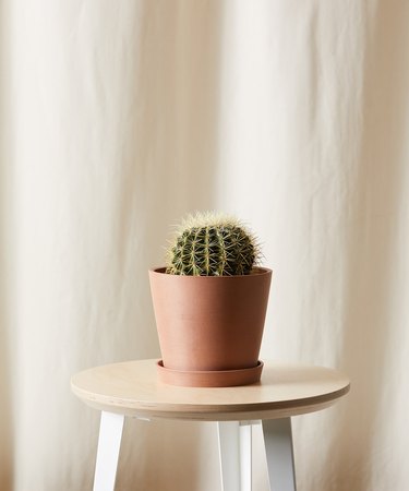 Golden Barrel Cactus in clay pot on table