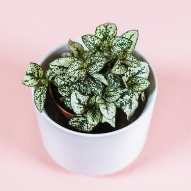 polka dot plant in white pot and pink background