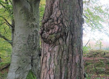 A burr on a Scots Pine tree