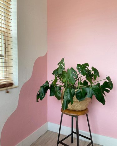 plant near a wavy accent wall