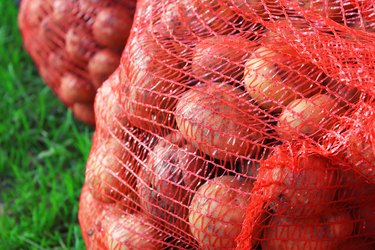 Fresh potatoes in net bags. Harvesting on the farm. Environmentally friendly product without GMOs. Close-up. Background.