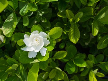 The Big Gardenia Flower