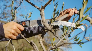 cutting a branch of an olive tree with a pruning saw