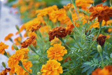 Red and yellow flowers marigolds lat. tagetes is a genus of annual and perennial plants of the asteraceae family.
