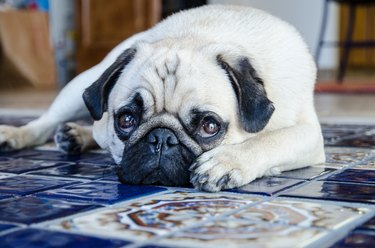 Pug on blue Spanish tile floor.