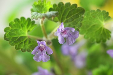 Glechoma hederacea, commonly known as ground-ivy, gill-over-the-ground, creeping charlie, alehoof, tunhoof, catsfoot, field balm, and run-away-robin