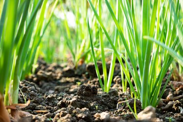 scallion grow on dirt under sunshine