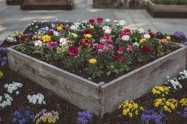 Blossoming flowers