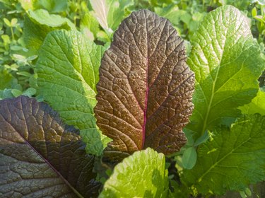 Multicolored leaves of mustard plant