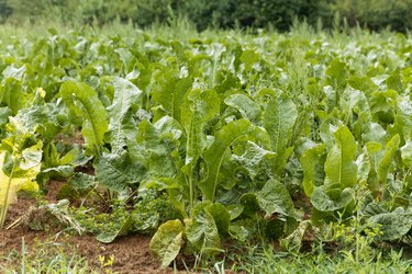 Horseradish plants, Armoracia rusticana