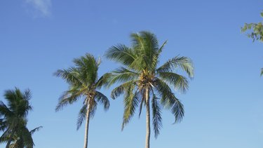 Two coconut palm trees against blue sky